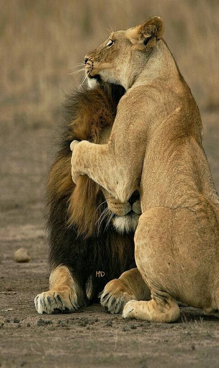 Львы обнимаются