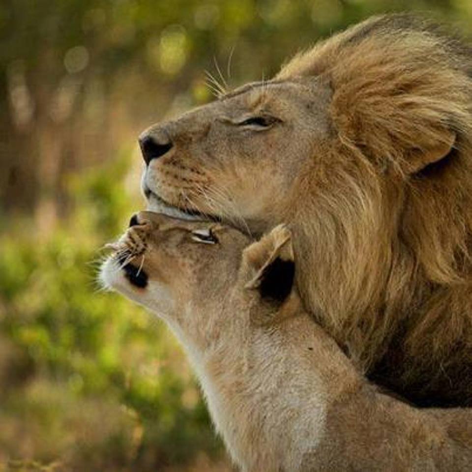 Лев и львица в обнимку