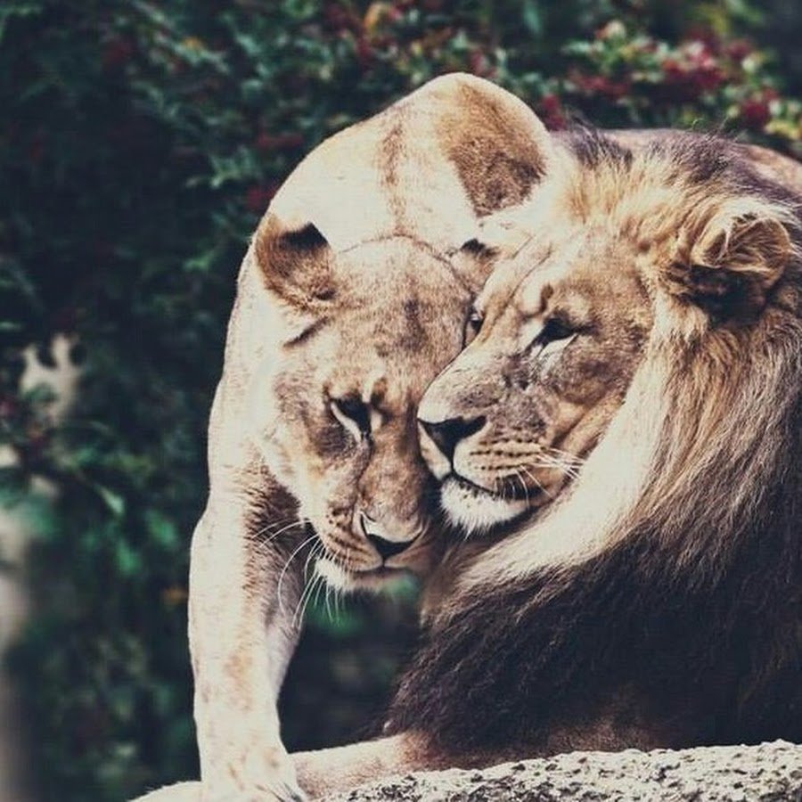 Нежность львицы и Льва