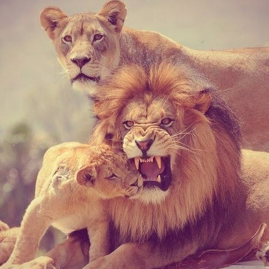 Львиный Прайд