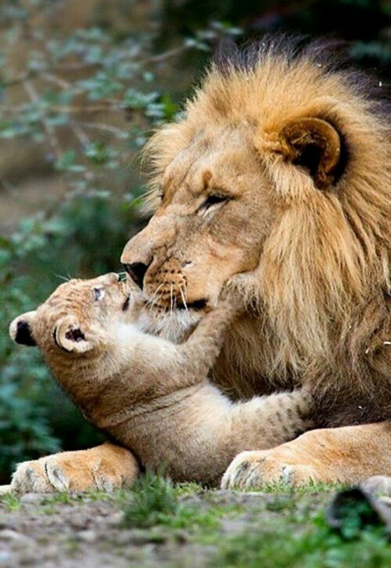 Влюбленные львы
