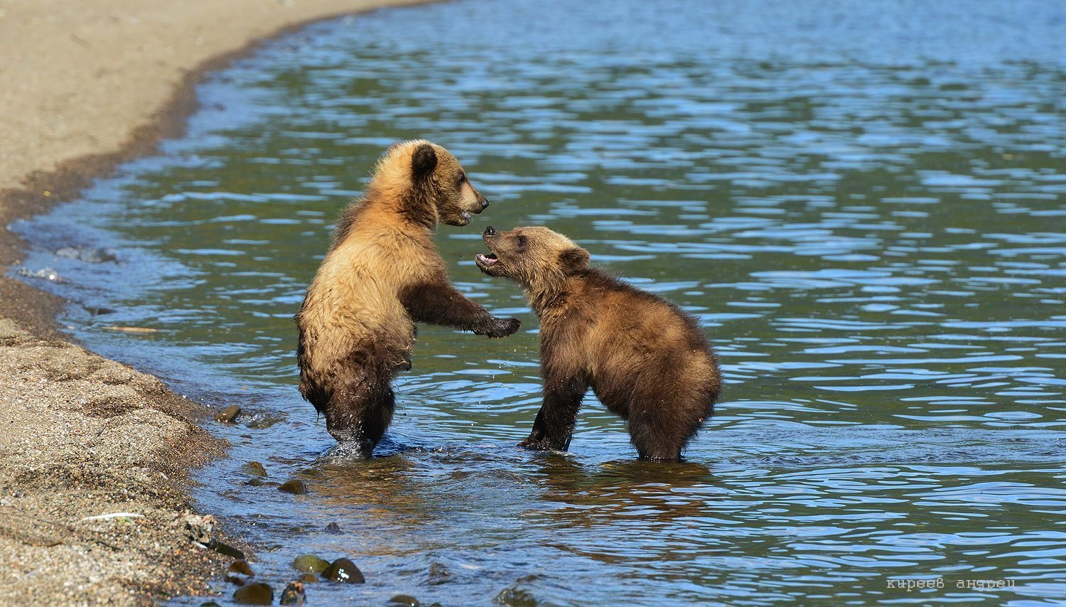 Медведь купается. Купание медвежат Бианки. Медведь Бианки. Медвежонок купается. Медведь на реке.