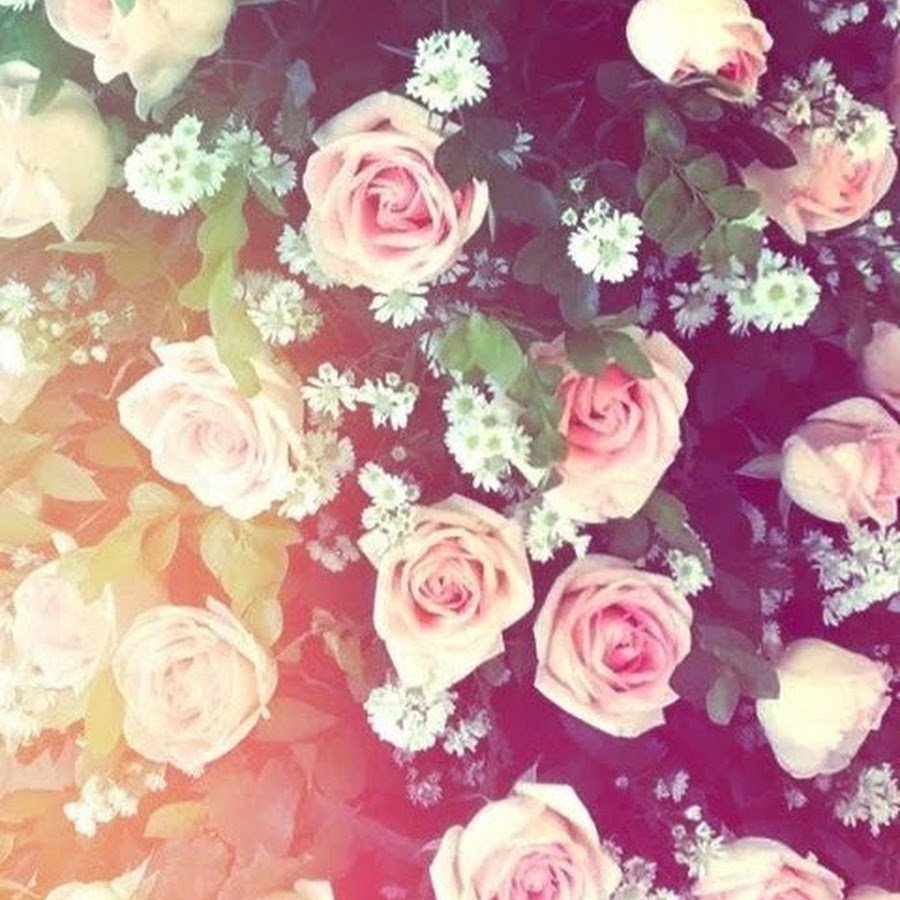 Цветы для фотографий WHATSAPP