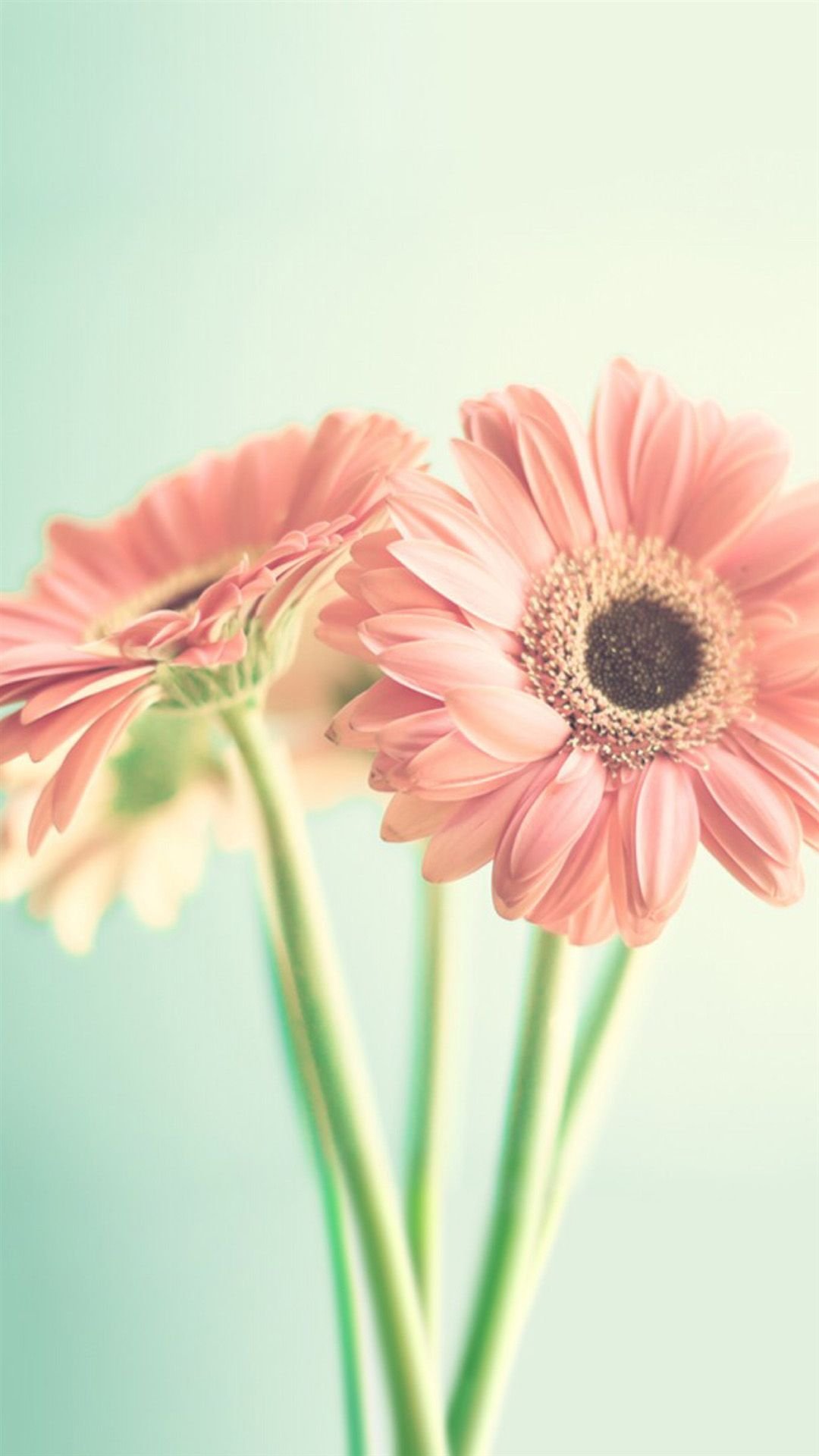 Герберы пастельных цветов
