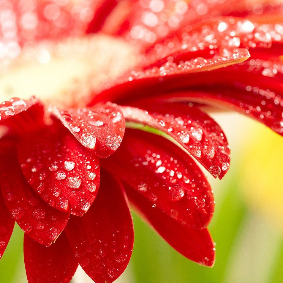 Заставка красные цветы