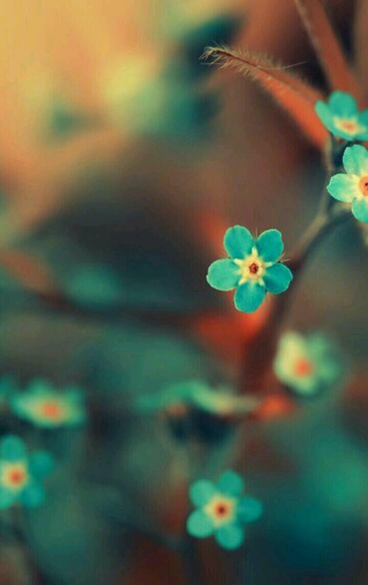 Бирюзовые цветы