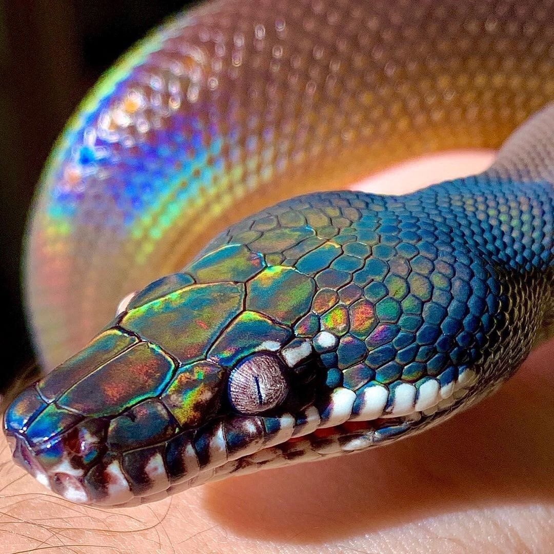 Самые красивые змей в мире. Белогубый полоз. Змея белогубый питон. Радужный белогубый питон. Южный белогубый питон.
