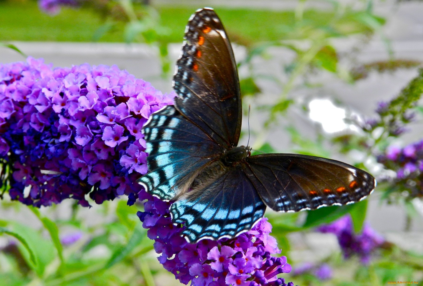 Фиолетовые бабочки картинки. Червонец фиолетовый бабочка. Олимпиус Инферно бабочка. Красивые бабочки. Бабочка на цветке.