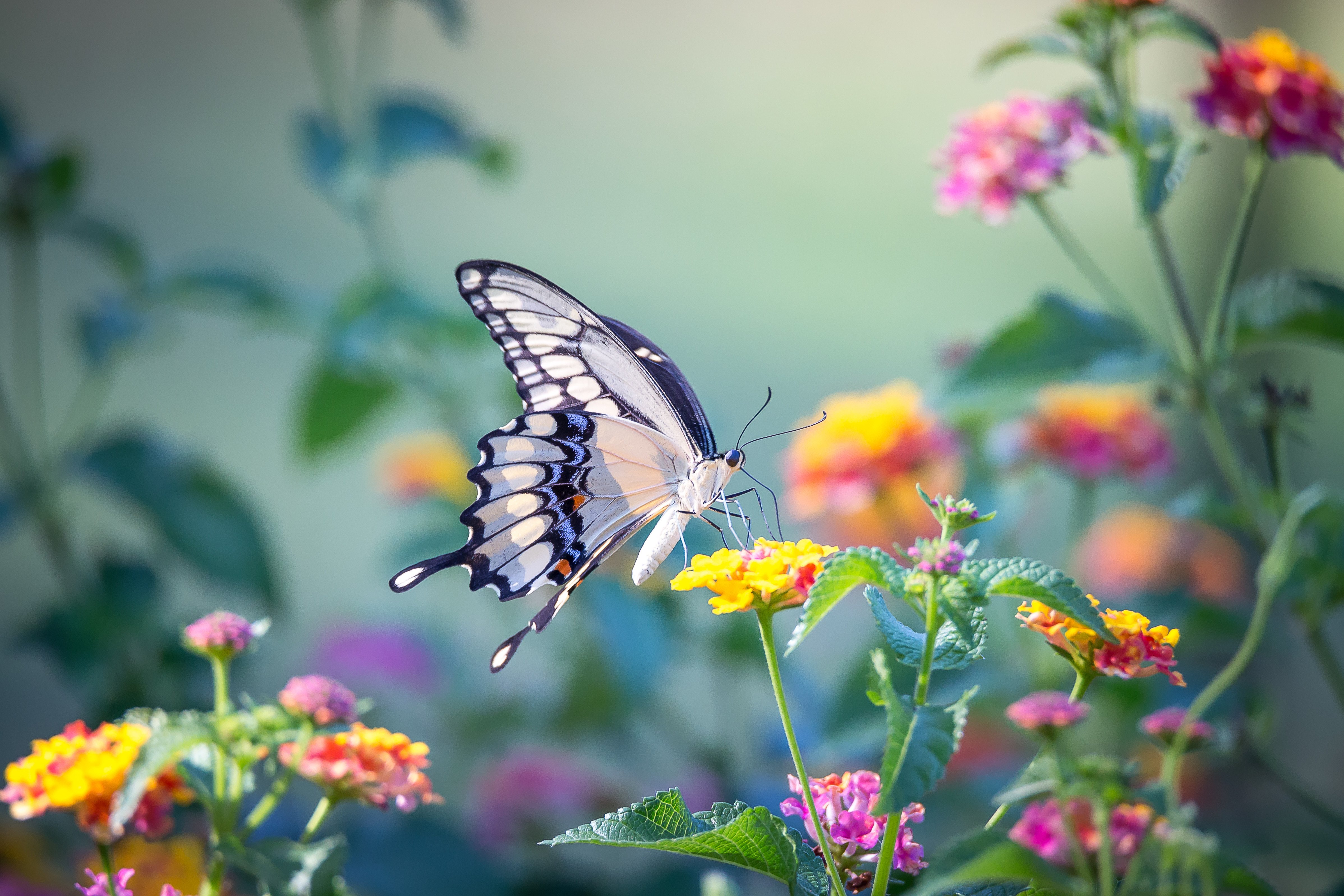 Красивые бабочки на цветах. Бабочки в цветах. Бабочка на цветке. Лето бабочки.