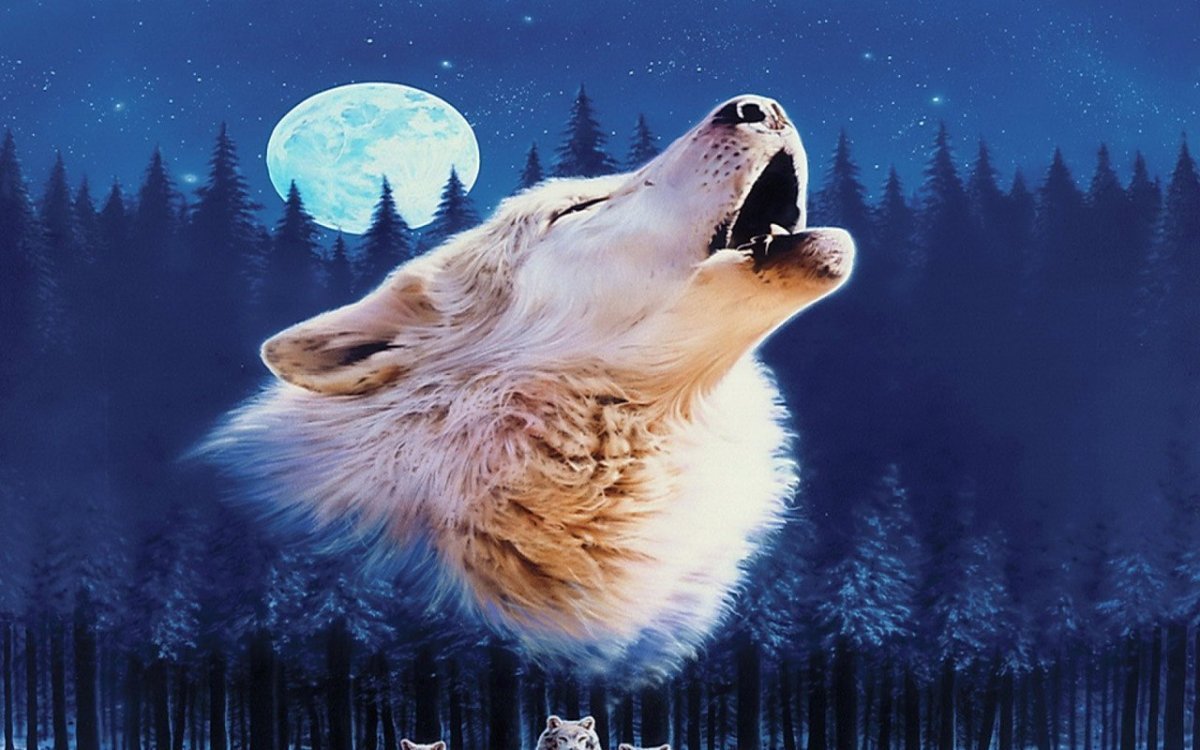 Воющий волк