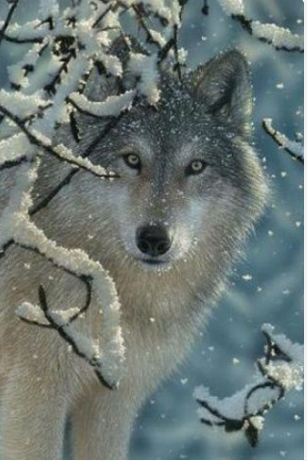 Волк в снегу