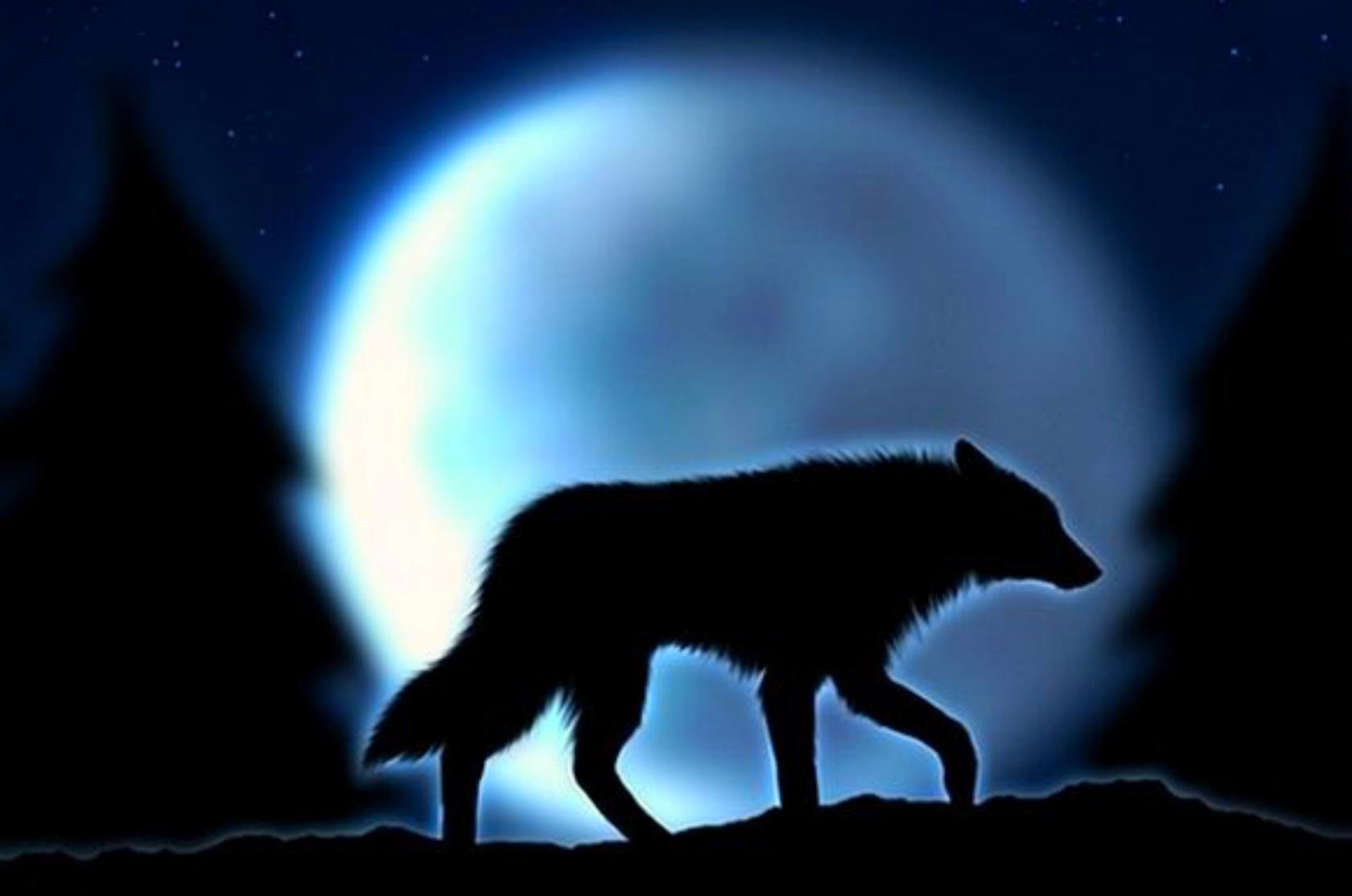 клип стим одинокий волк фото 7