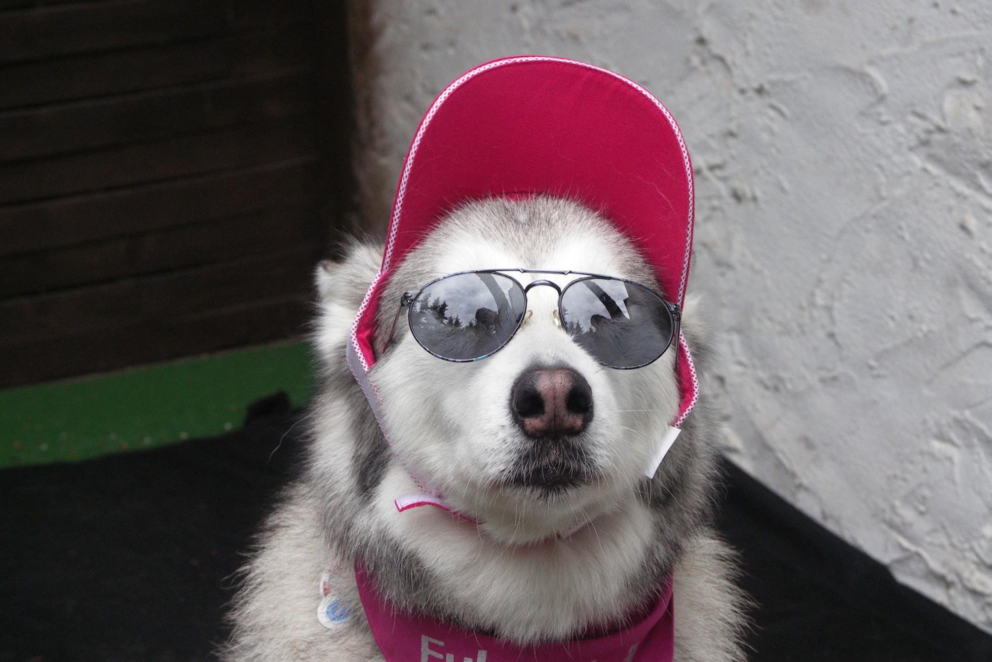 Включи крутую веселую. Крутая собака. Собака в очках. Пес в очках. Шапка хаски.