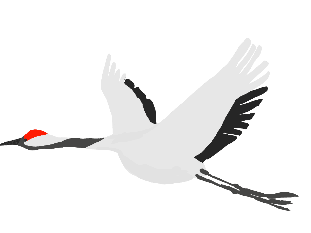 Гнездо Даурского журавля