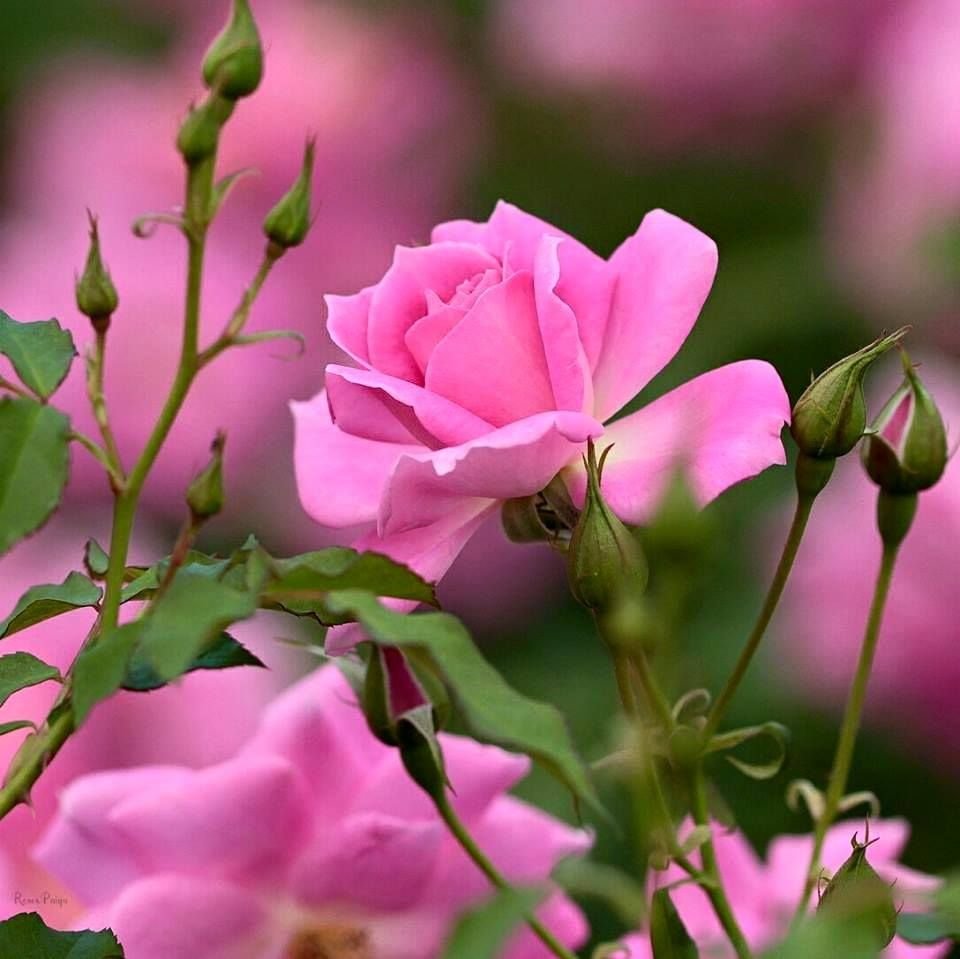 Цветы с добрыми пожеланиями