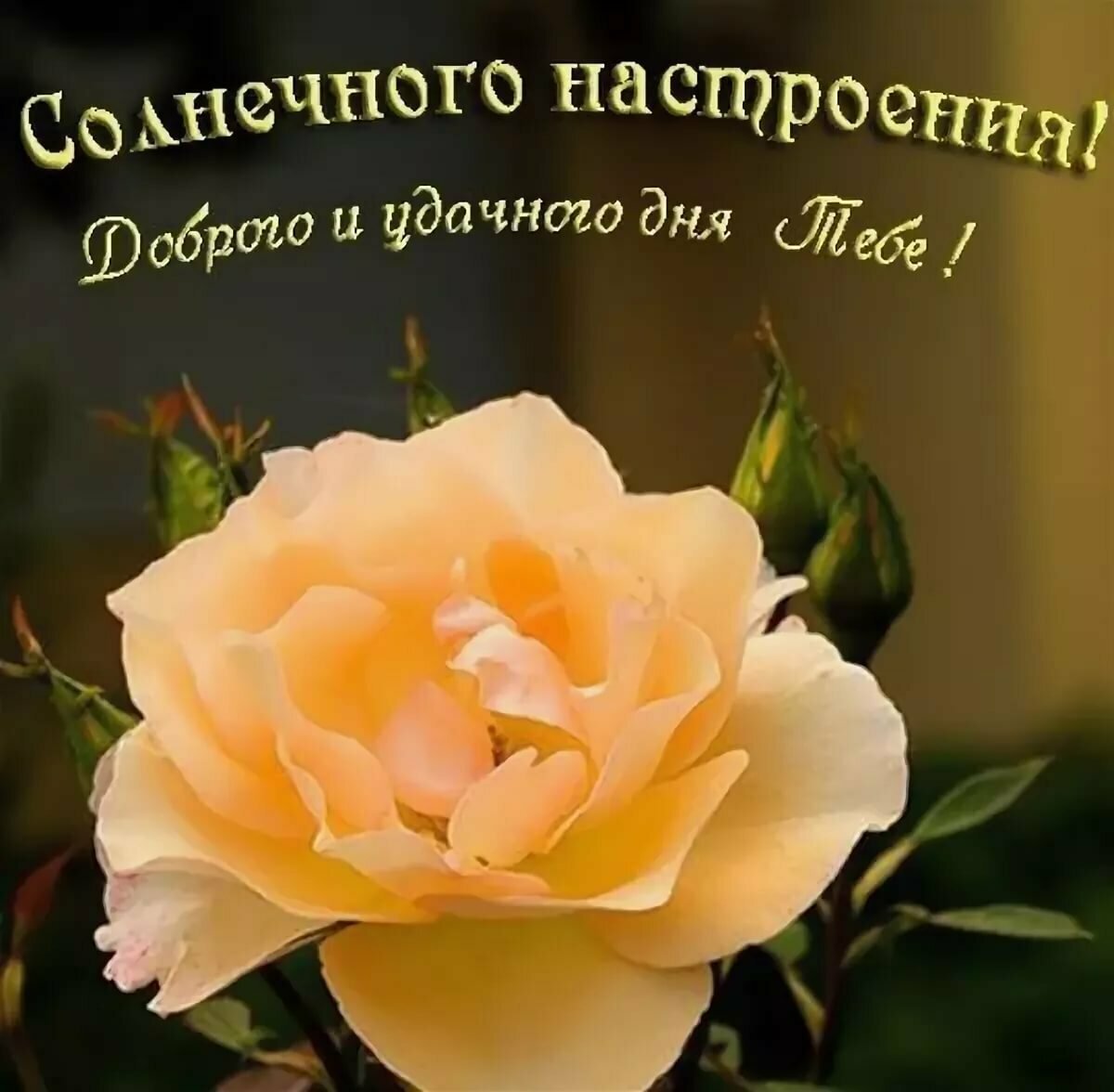 Доброго дня и хорошего настроения