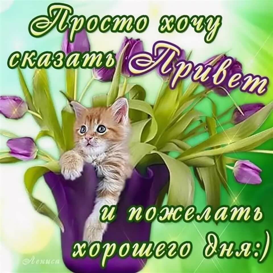 Открытки с добрым днём прикольные