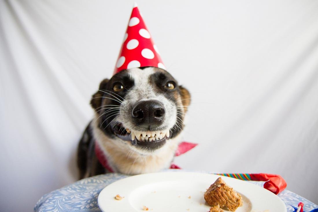 Торт с собакой