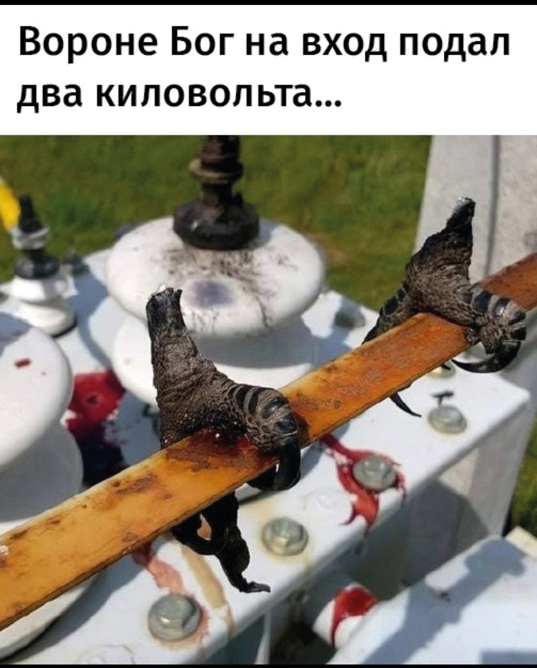 Взъерошенный птенец