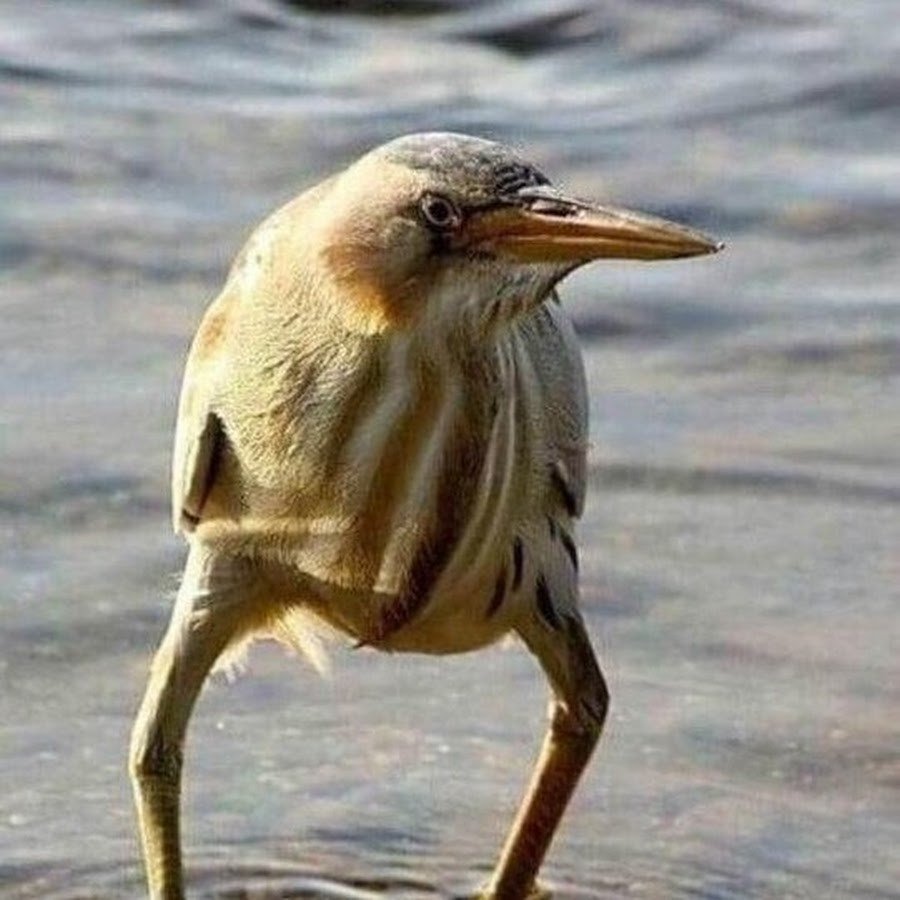 Пиу пиу-пиу-пиу-пиу-пиу-пиу