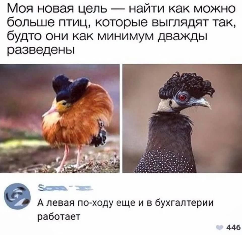Плачущий котенок