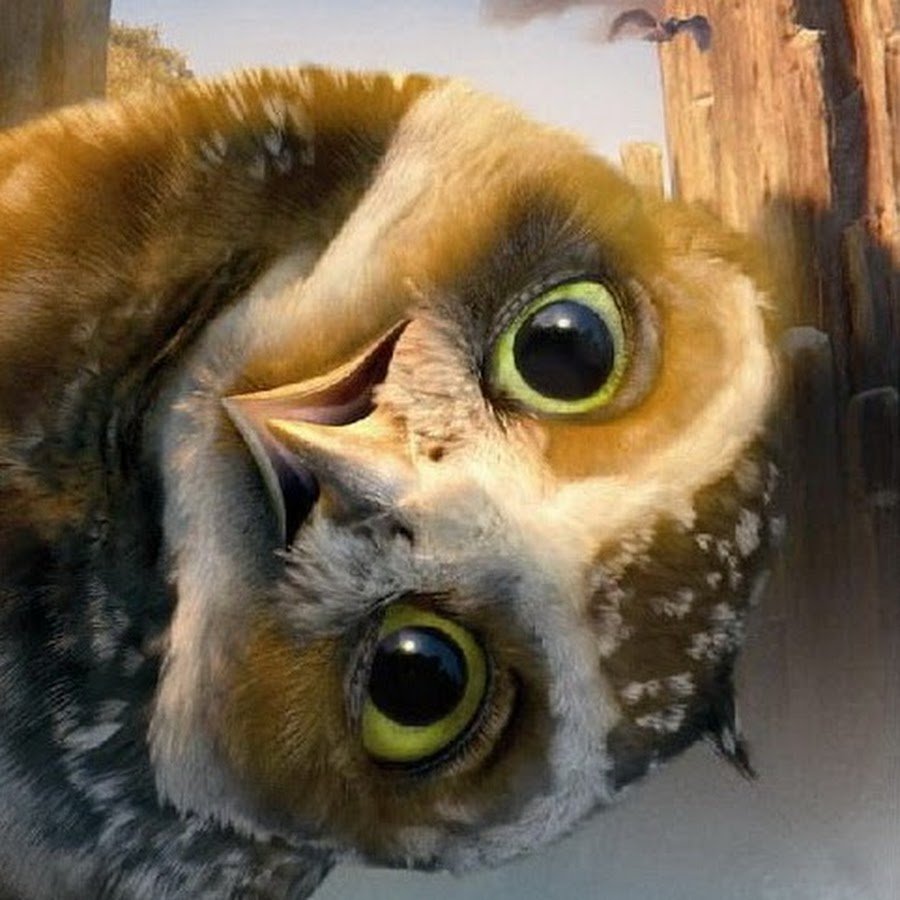 Кругом обман кот