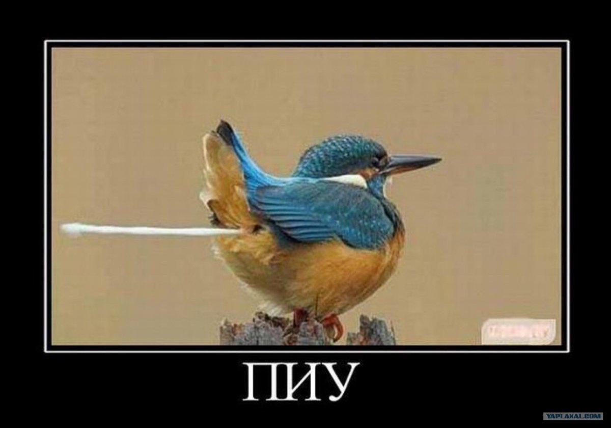 Мем с птицей так блэт