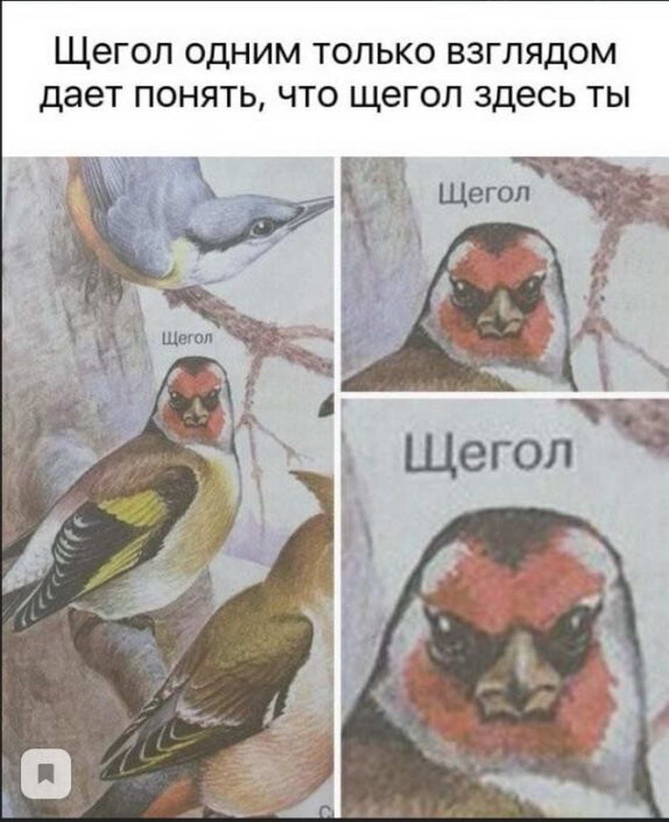 Птица Мем