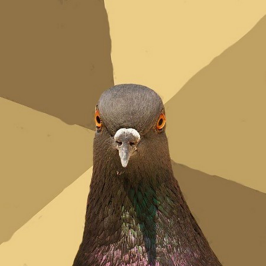 Птицы которые работают в бухгалтерии