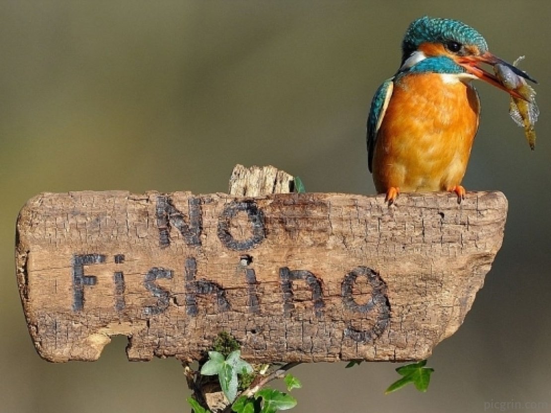 Мемы с дроздами