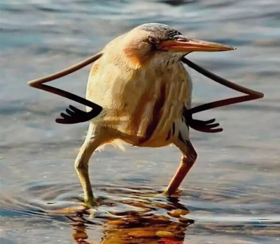 Птица высиживает яйца прикол