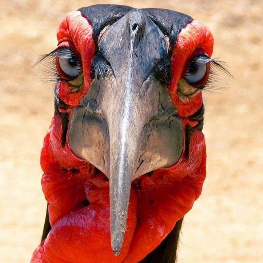 Шутки про сову и жаворонка