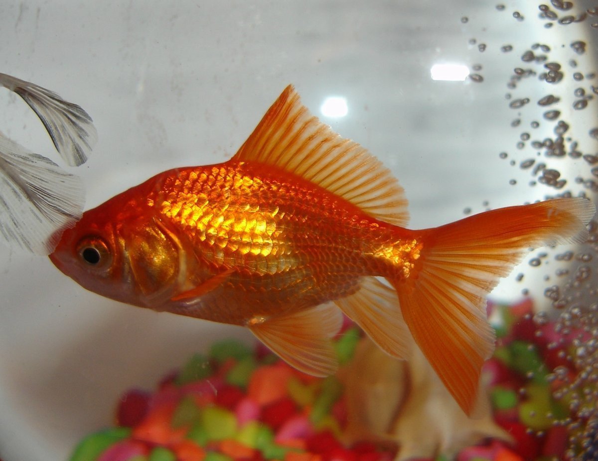 Золотая рыбка Риукин