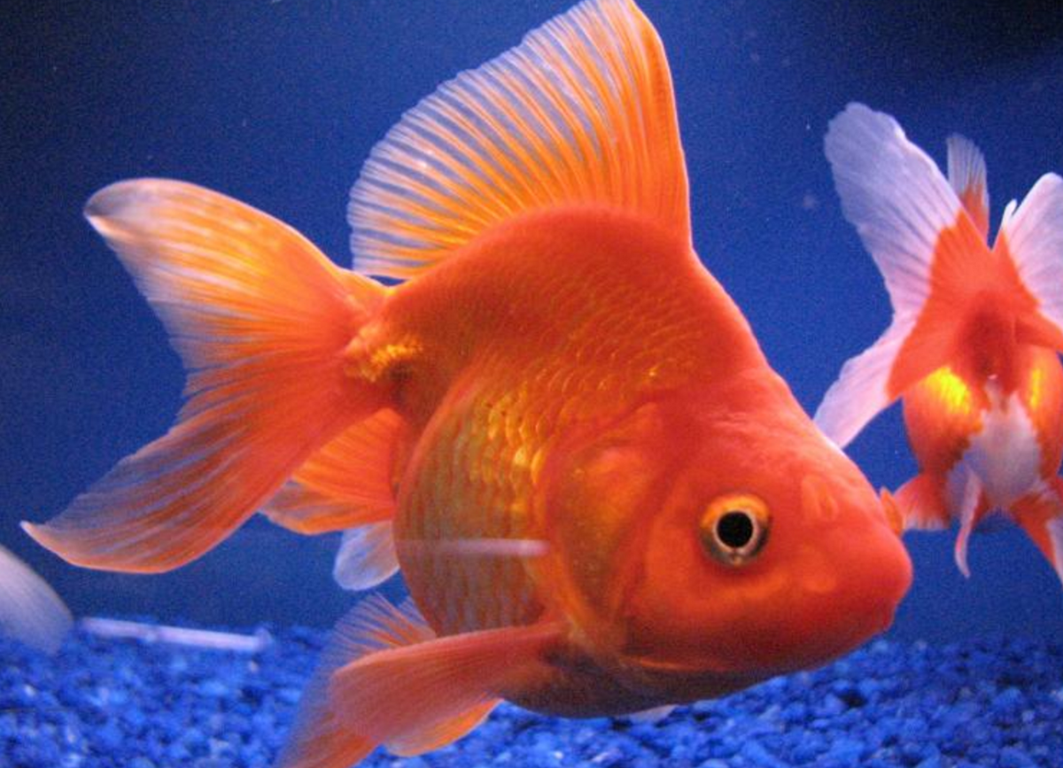 Риукин рыбка аквариумная