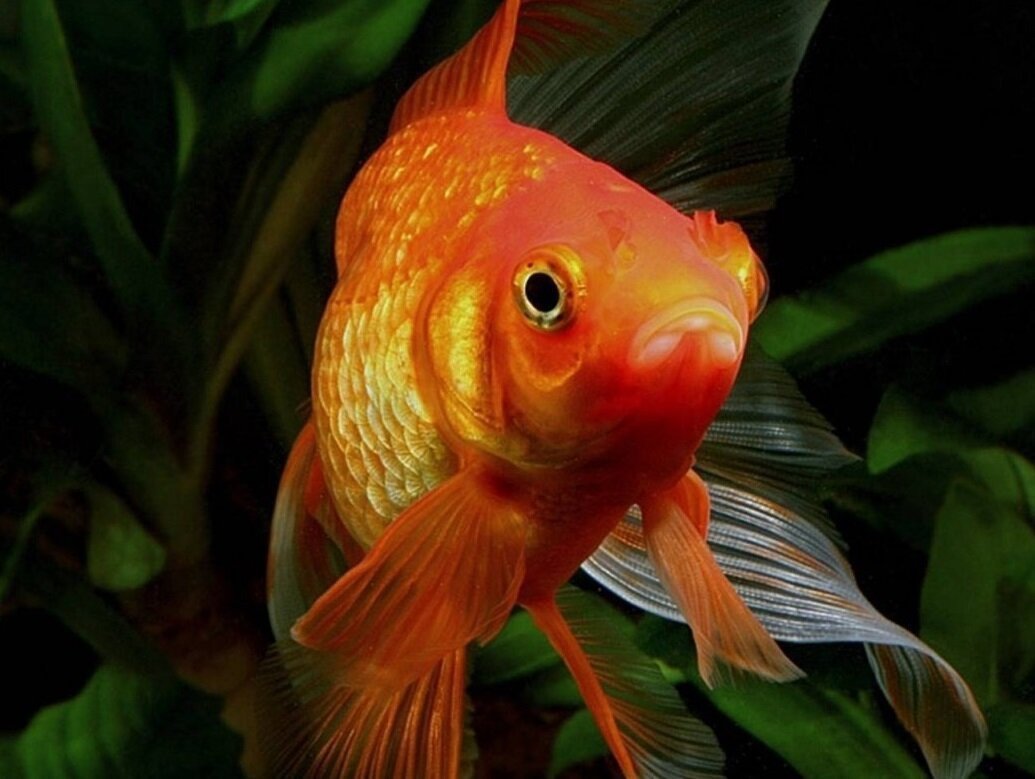Золотая рыбка для аквариума вуалехвост