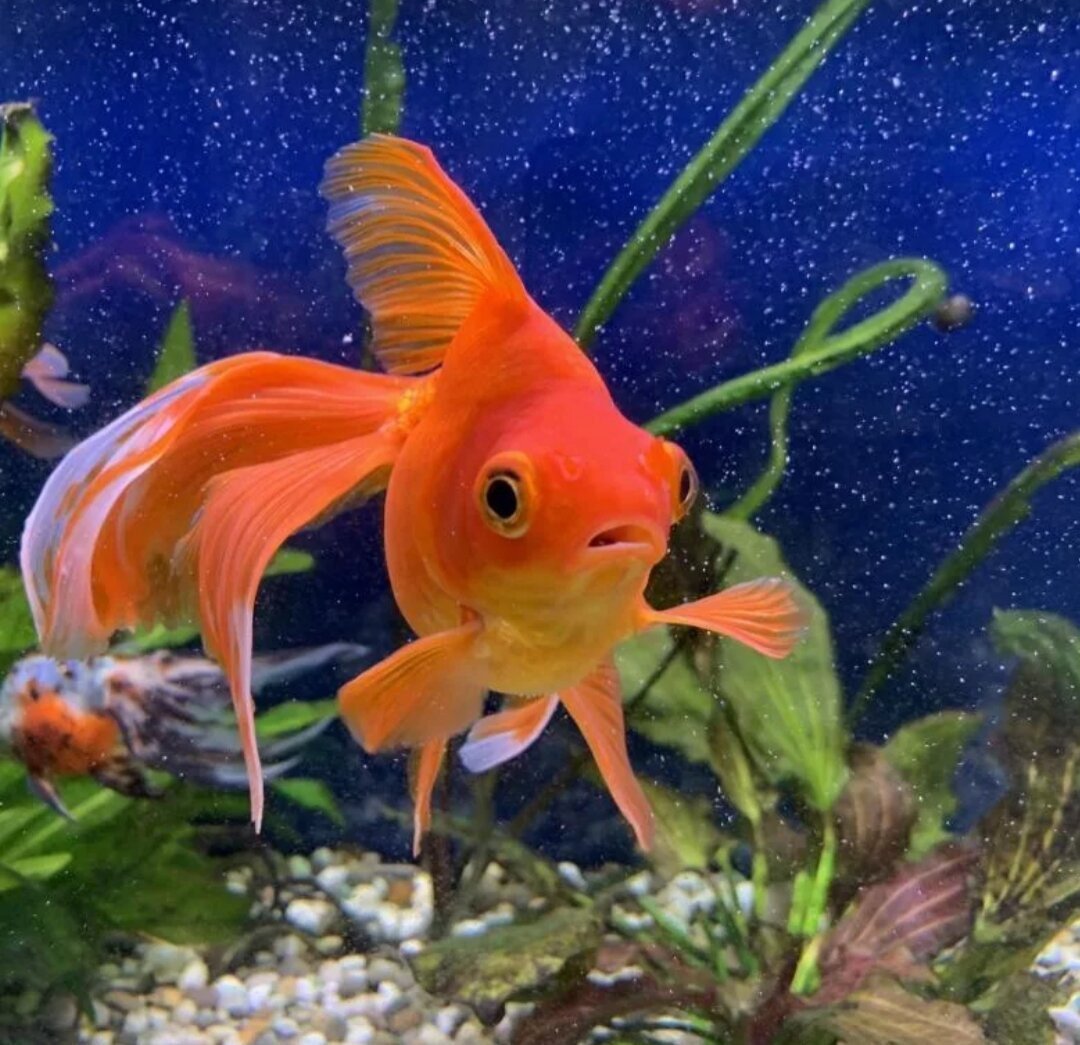 Золотая рыбка вуалехвост