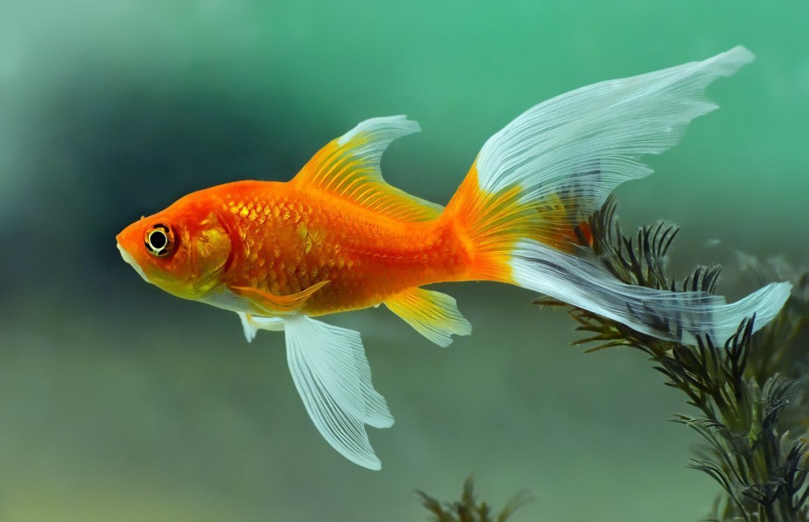 Белая Золотая рыбка вуалехвост