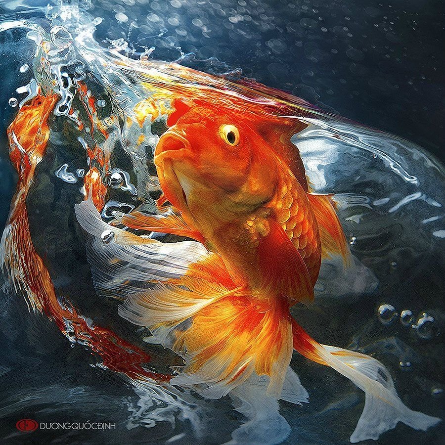 Золотая рыбка Золотая рыбка рыбка рыбка рыбка