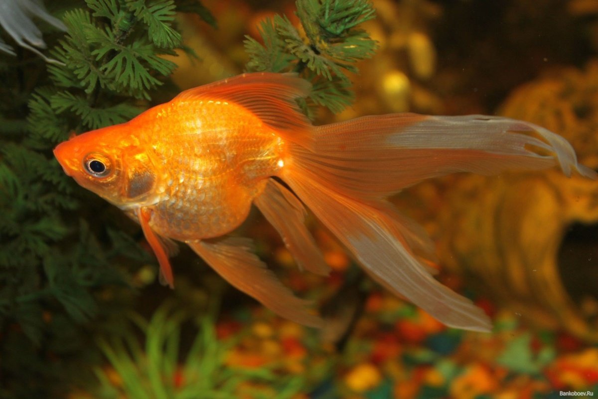 Золотая рыбка вуалехвост