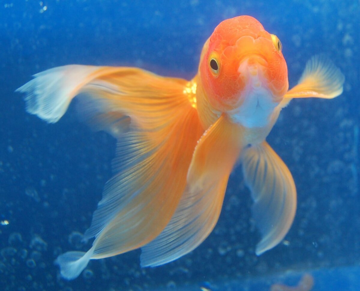 Золотая рыбка вуалехвост