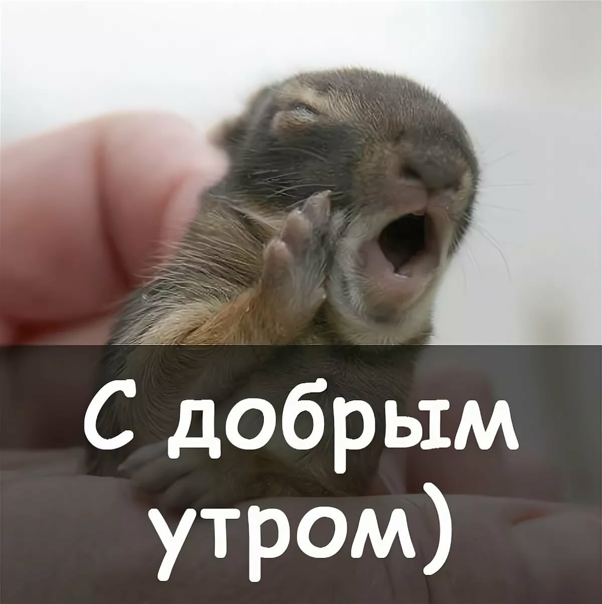 С добрым утром прикол