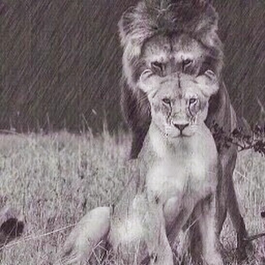 Лев и львица чб