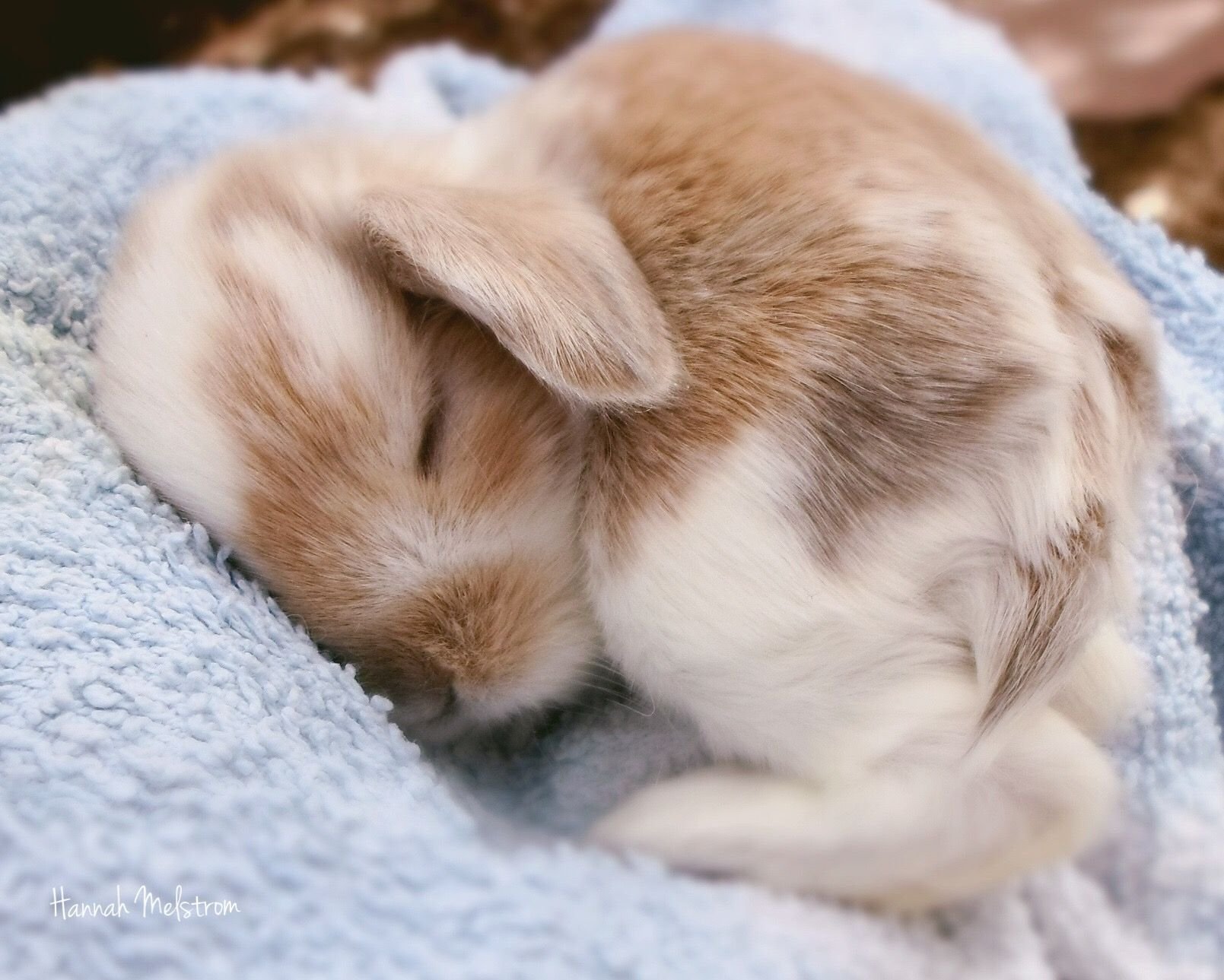 К чему снятся кролики во сне женщине. Спящие кролики. Милые зайчики. Спящий заяц.