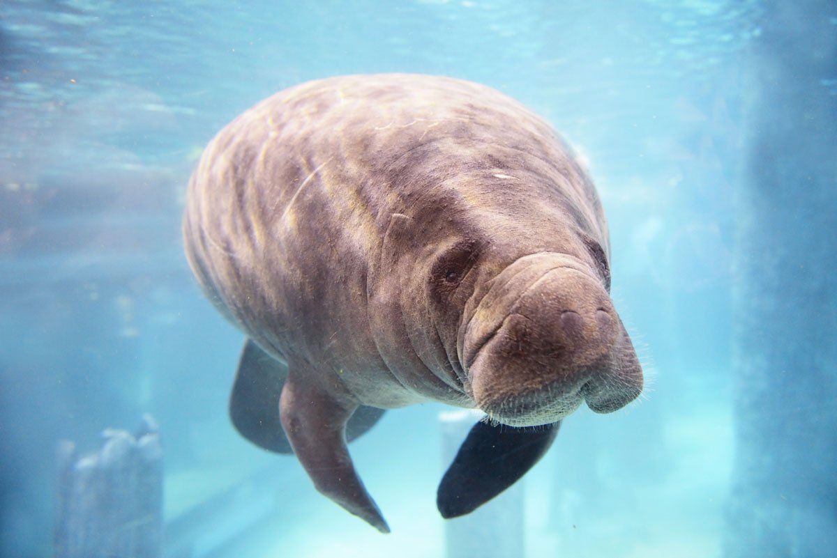 Гидродамалис Куэста