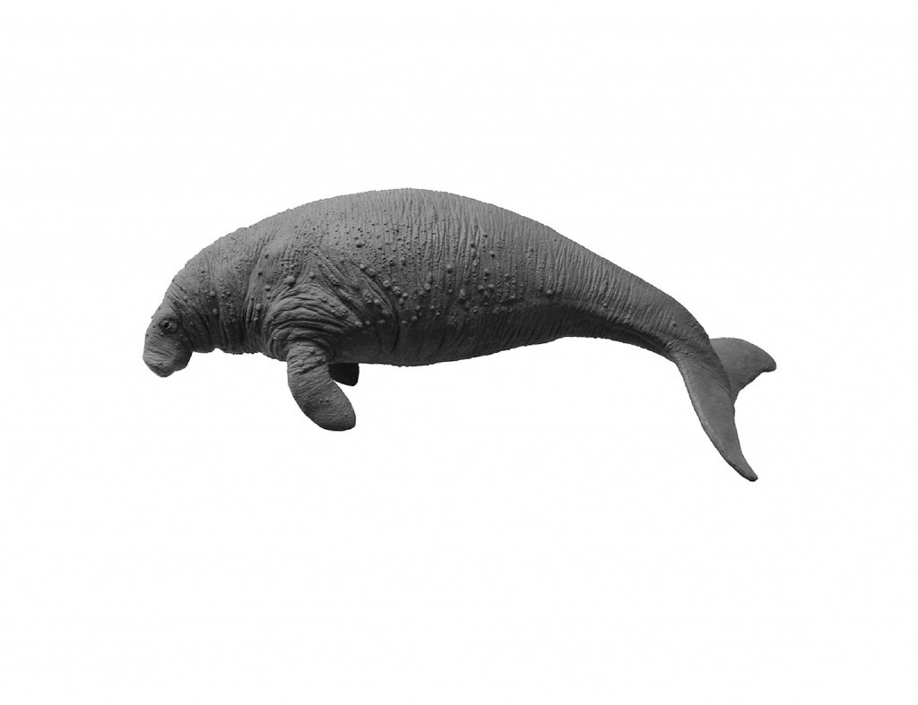 Стеллерова корова морская корова