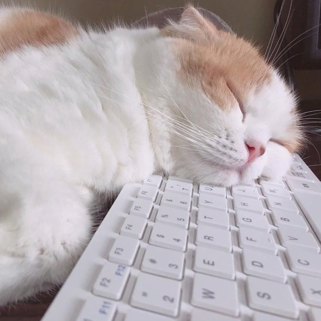 Кот за компьютером программист