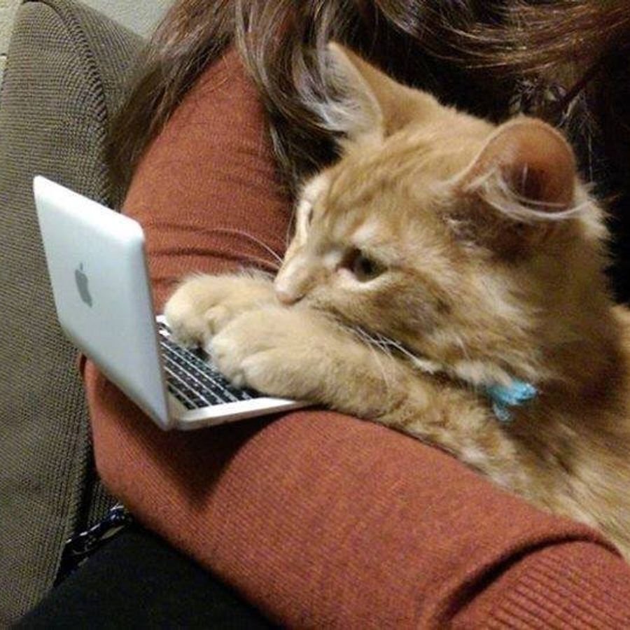 Кот с ноутбуком