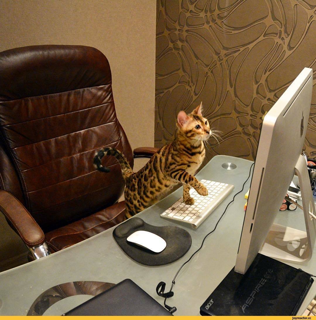 Кошка за компьютером