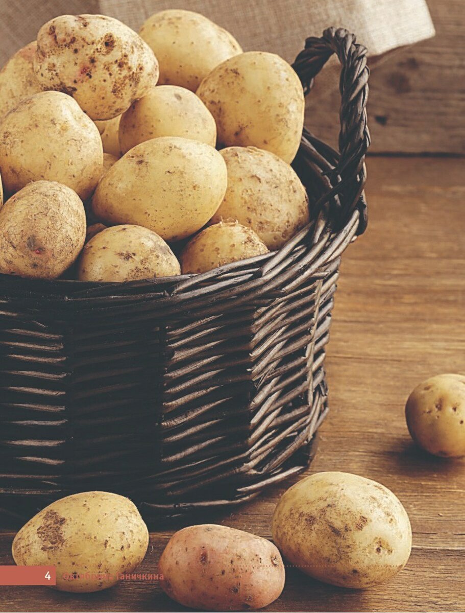 Картофель рассет Бербанк