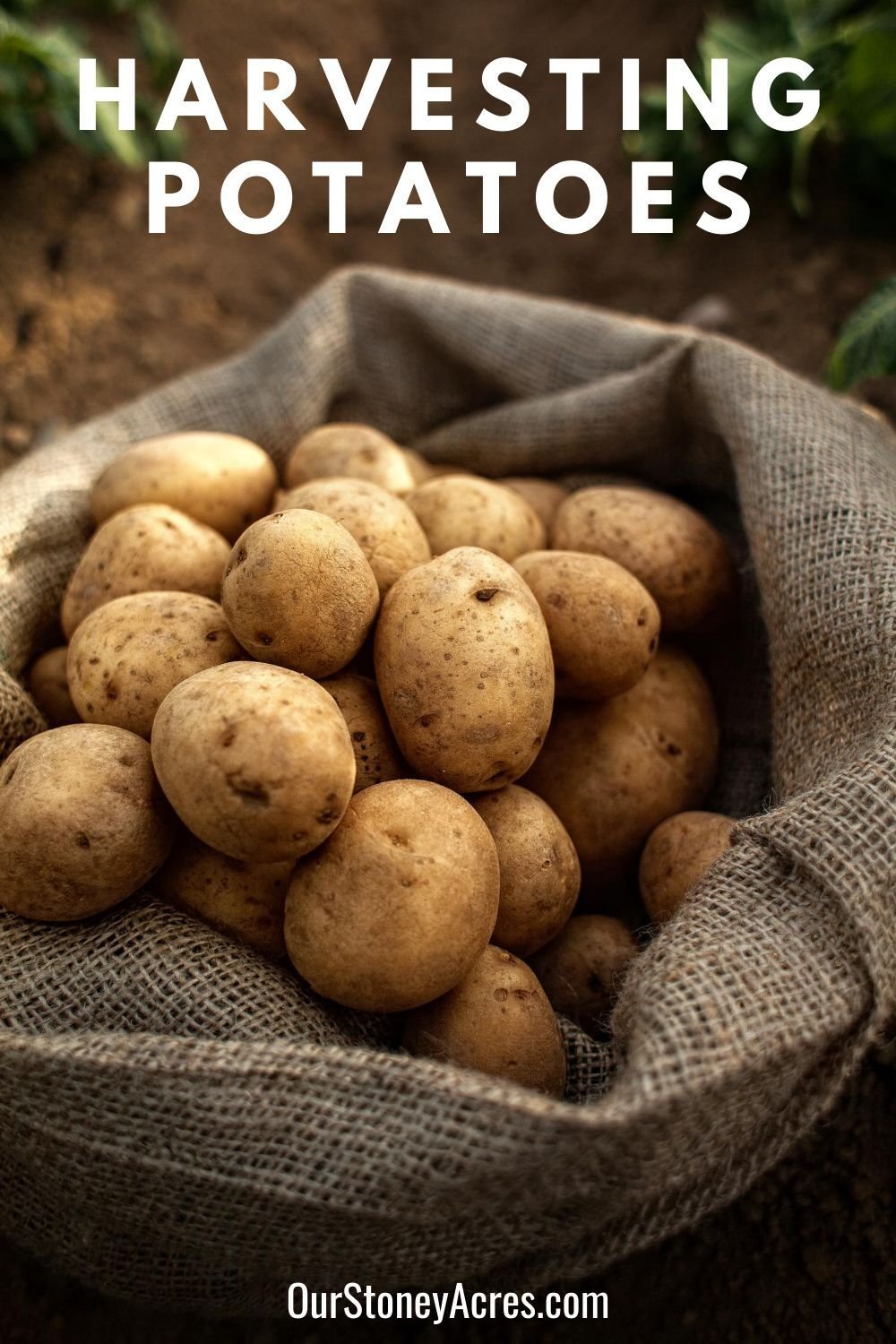 Картошка картинка